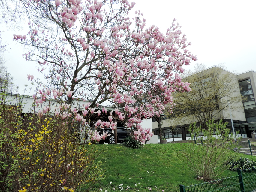 Frühling an der HvK